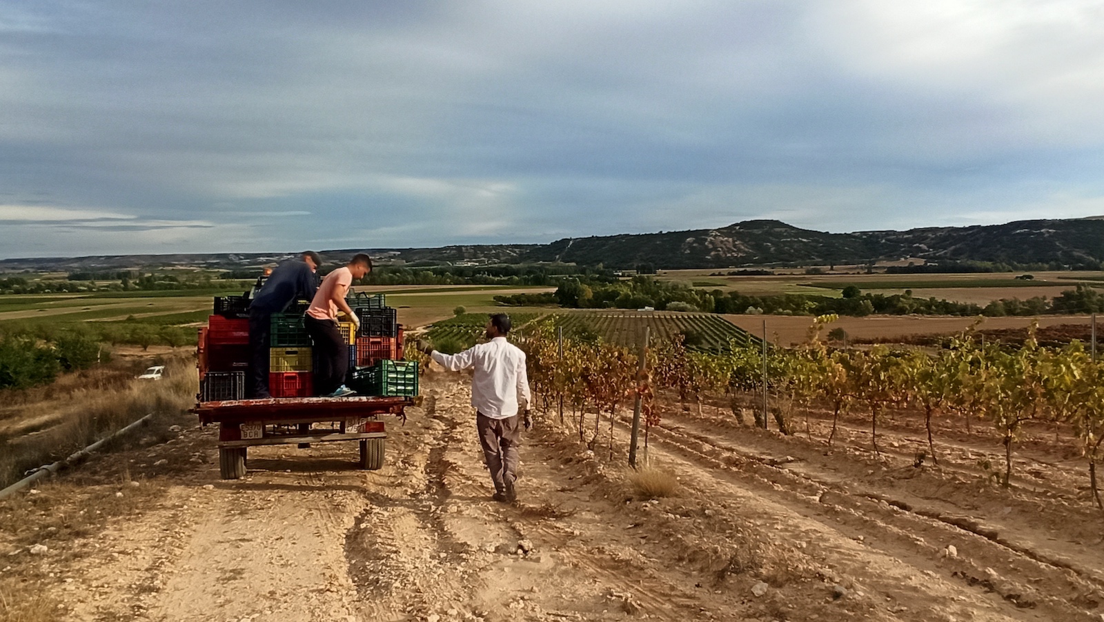 Bodega y Viñedos Milenico