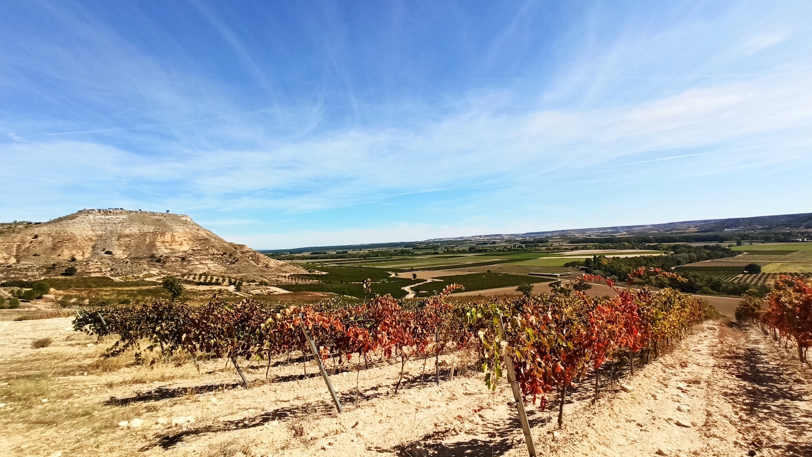 Bodega y Viñedos Milenico