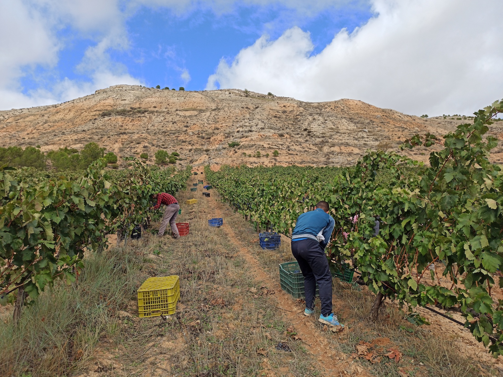 Bodega y Viñedos Milenico