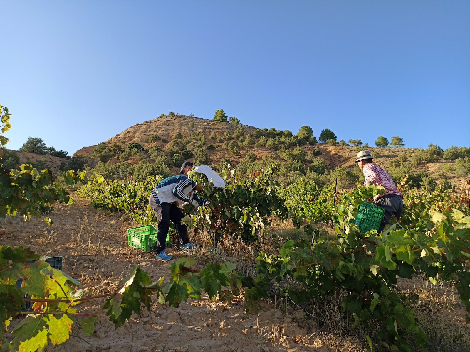 Bodega y Viñedos Milenico