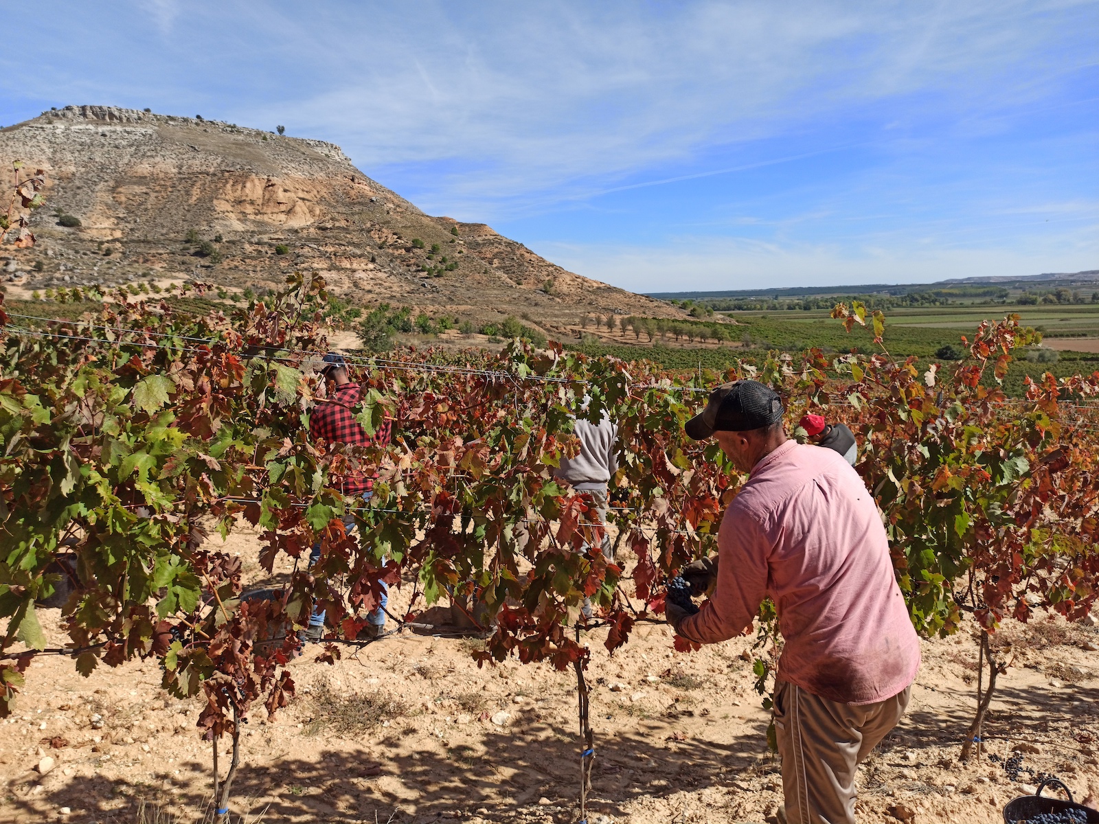 Bodega y Viñedos Milenico