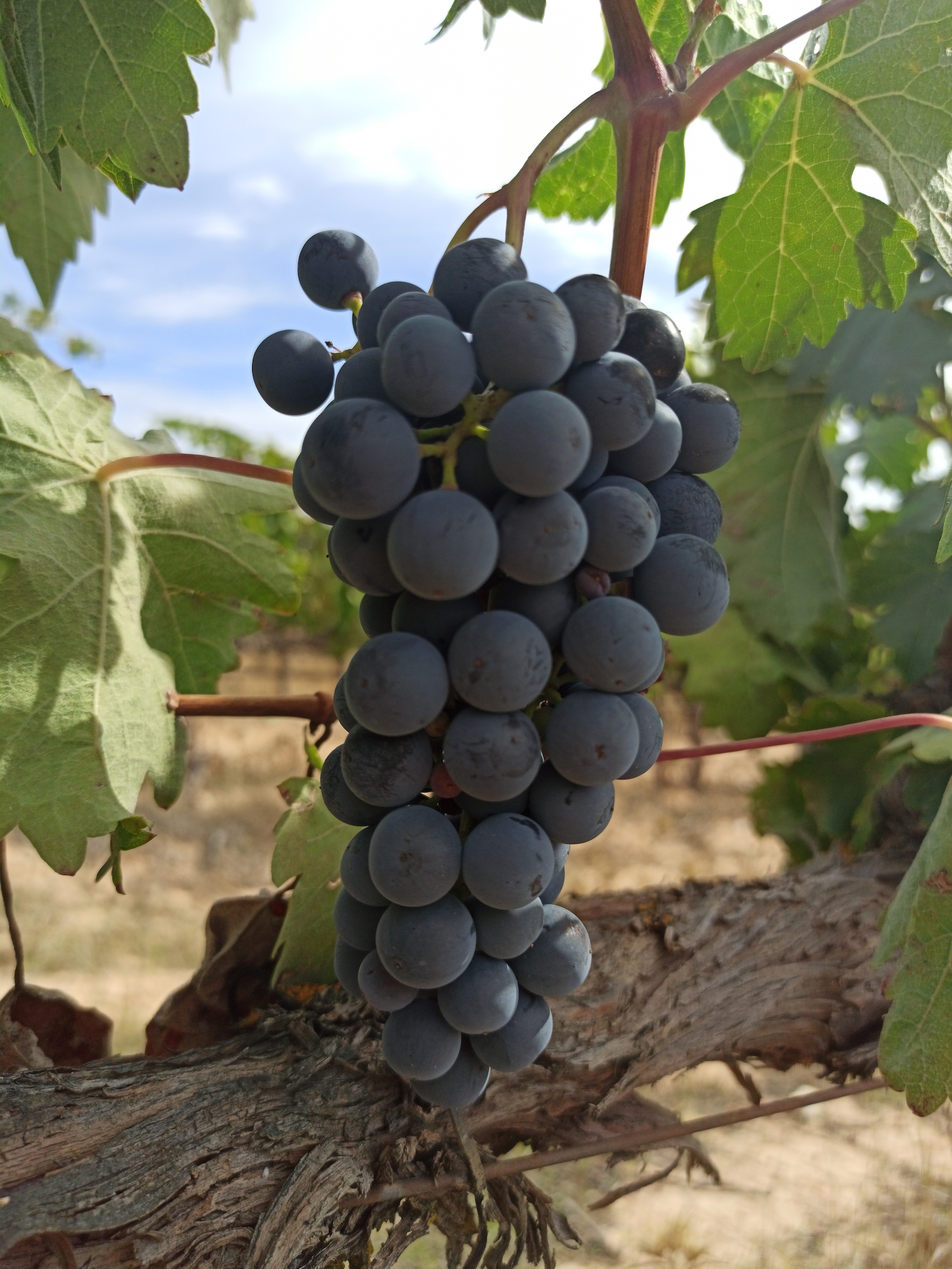 Bodega y Viñedos Milenico